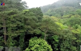 Thừa Thiên-Huế: Tìm được 37 người mất tích khi đi rừng trong bão số 5
