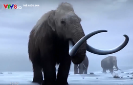 Hồi sinh voi ma mút đã tuyệt chủng