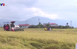 Phú Yên đẩy nhanh tiến độ thu hoạch lúa giảm thất thoát do mưa lũ