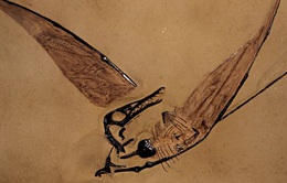 Phát hiện hóa thạch “rồng bay” tồn tại cách đây 160 triệu năm