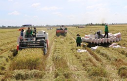 Các địa phương đẩy mạnh thu hoạch, vận chuyển lúa