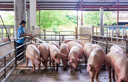 Giá lợn hơi chạm đáy, thấp nhất 2 năm