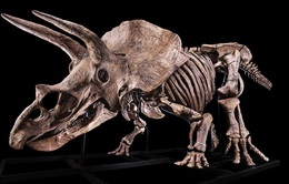Bộ xương khủng long Triceratops lớn nhất thế giới được bán đấu giá