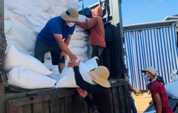Đã xuất cấp hơn 42.000 tấn gạo dự trữ quốc gia hỗ trợ người dân gặp khó khăn