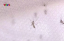 Thụy Điển chế thuốc diệt muỗi không gây hại môi trường