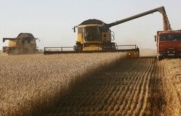 Vụ thu hoạch tồi tệ nhất nhiều năm qua ở Nga trong bối cảnh khủng hoảng lương thực toàn cầu