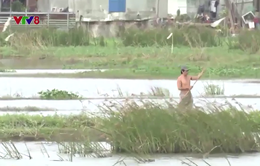 Phú Yên: Ruộng ngập úng kéo dài, khi nào giải quyết cho người dân?