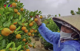 Người trồng hoa ở Đà Nẵng, Hội An lo "mất Tết"