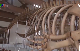 Phục dựng thành công 2 bộ xương cá voi 300 năm tuổi ở đảo Lý Sơn