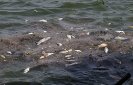 Hà Nội: Hiện tượng cá chết hàng loạt tại hồ Tây vẫn tiếp diễn