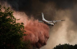 Pháp cam kết khôi phục 10% diện tích rừng bị cháy