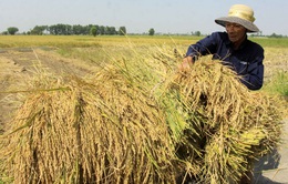 Thái Bình: Khẩn trương thu hoạch lúa, rau màu trước diễn biến phức tạp của bão số 7