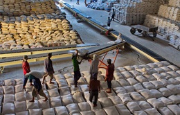 Giá gạo Việt xuất khẩu vượt Thái Lan, Ấn Độ