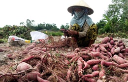 Khoai lang và tổ yến được xuất khẩu chính ngạch sang Trung Quốc