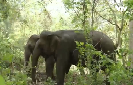 Đắk Lắk chi 55 tỷ đồng chấm dứt du lịch cưỡi voi