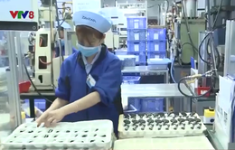 Sản xuất công nghiệp Đà Nẵng phục hồi tích cực