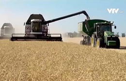 Sáng kiến mới về lúa mì Nga nhằm hỗ trợ giải quyết khủng hoảng lương thực