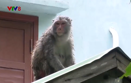 Cuộc sống đảo lộn vì khỉ sinh sôi quá nhiều trên đảo Cù Lao Chàm