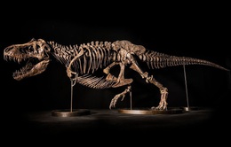 Cuộc đấu giá bộ xương T.rex trị giá 25 triệu USD bị hủy vì tranh cãi