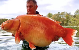 Người dân may mắn bắt được cá thể cá vàng nặng hơn 30kg