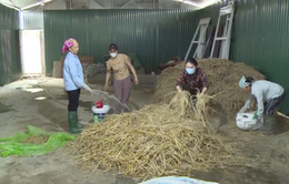 Chị em phụ nữ xử lý rơm, rạ sau thu hoạch để bảo vệ môi trường