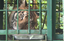 Cần bổ sung kinh phí nuôi 7 cá thể hổ tại Quảng Bình