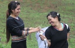 Hỗ trợ sinh kế cho phụ nữ và đồng bào dân tộc thiểu số ở tỉnh Đắk Lắk