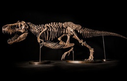 Tại sao giao bán hóa thạch khủng long lại là mất mát lớn của nền khoa học?