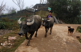 Lào Cai đưa gia súc xuống vùng thấp để tránh rét