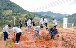 Phát động chiến dịch ‘Trồng rừng, Vững sống’, trao tặng 20.000 cây xanh cho Mù Cang Chải