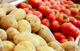 Tìm thấy hợp chất điều trị ung thư trong khoai tây và cà chua