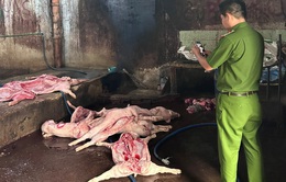 Đồng Nai: Bắt quả tang cơ sở giết mổ lợn chết mang mầm bệnh dịch tả châu Phi