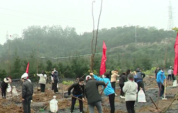Trồng cây hoàn nguyên môi trường tại Quảng Ninh