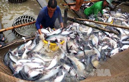Giá cá tra tăng kỷ lục