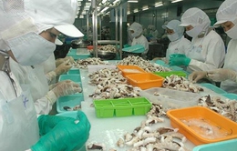 Hàn Quốc - thị trường nhập khẩu mực, bạch tuộc lớn nhất của Việt Nam