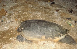 Quảng Trị: Thả 1 cá thể rùa biển nặng 50kg về biển