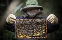 Kiến nghị Hoa Kỳ không áp thuế ngành ong xuất khẩu của Việt Nam