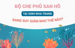 Độ che phủ san hô tại Vịnh Nha Trang đang suy giảm như thế nào?