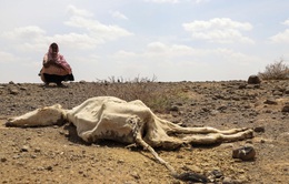 13 triệu người đối mặt với nạn đói khi hạn hán ở vùng Sừng châu Phi ngày càng tồi tệ