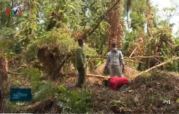 Cà Mau: Hơn 9.000 ha rừng tràm có nguy cơ cháy cao