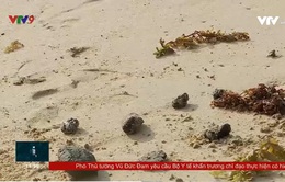 Chưa xác định nguyên nhân dầu vón cục dạt vào bãi biển Nha Trang