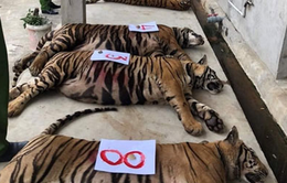 Lai Châu bắt giữ 3 đối tượng mua bán hổ