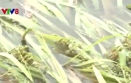 Hơn 12.000 ha lúa Phú Yên ngã đổ vì mưa trái mùa