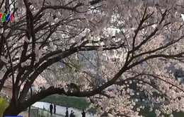 Người dân Hàn Quốc đổ xô đi ngắm hoa anh đào