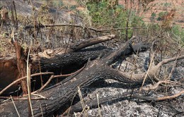 Cháy rừng ở Lai Châu, hơn 300 người tập trung chữa cháy