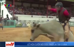 Cuộc thi đấu bò tót trở lại Cuba