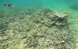 Bình Định xác minh thông tin san hô chết hàng loạt tại Hòn Sẹo