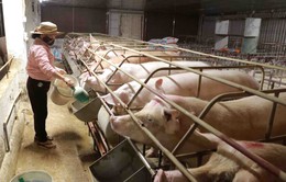 Giá thức ăn chăn nuôi tăng, giá lợn thấp, nhiều hộ chăn nuôi bỏ nghề