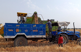 Ấn Độ cấm xuất khẩu lúa mì do nắng nóng ảnh hưởng đến mùa màng, giá trong nước tăng cao