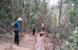 Gia Lai: Điều tra vụ phá 2,2 ha rừng phòng hộ